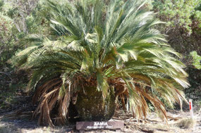 Zamia