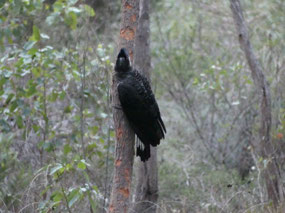 Carnaby cockatoo