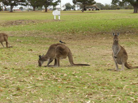 golf course