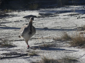 Mallee fowl Onderup