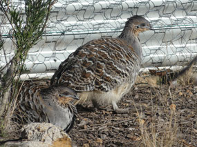 Mallee fowl Ongerup