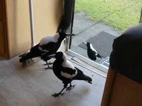 our visitors Caravan park Albany