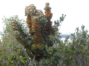 Royal Hakea