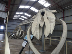 skeleton Pygmy Blue whale