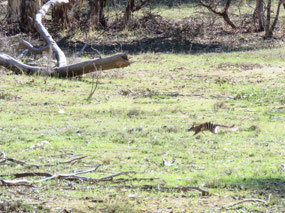 Larry's numbat