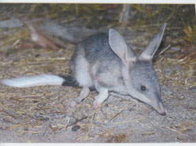 Bilby