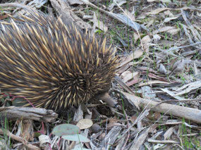 Echidna