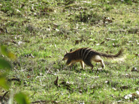 Larry's Numbat