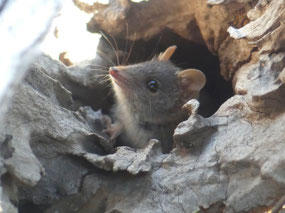 mardo coming out of nest