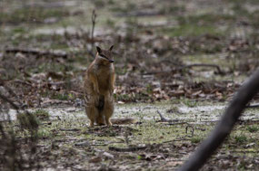 Numbat with 4 young hanging on