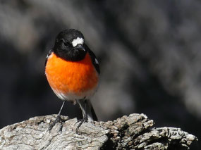 scarlet robin