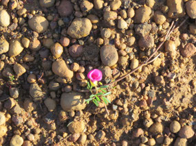 Tiny plant