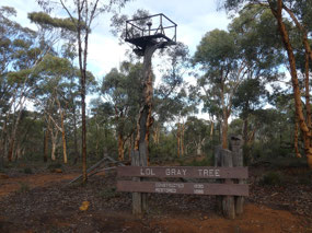 Tree used for first fire tower