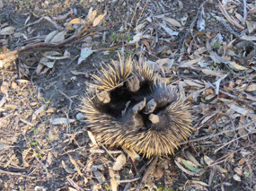 upside down echidna