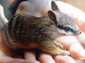 young Numbat -not my photo