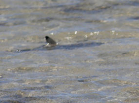 Baby Black tip reef shark