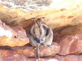 black flanked rock wallaby