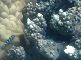 fish when snorkelling