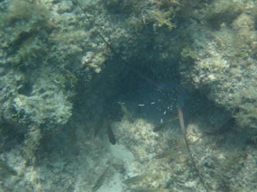 my lobster