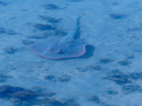shovel nose ray