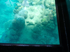 view glass bottom boat