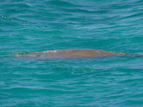 dugong