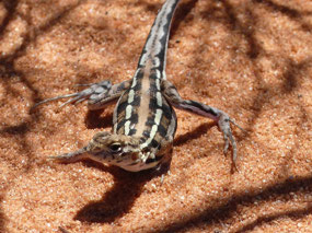 spotted military dragon