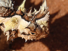thorny devil