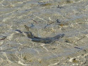 baby shark in shallows