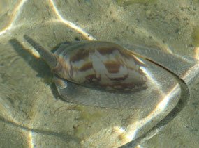 cone shell