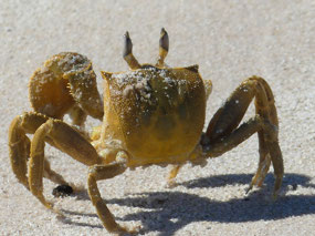 crab on beach