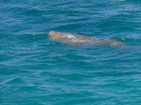 dugong
