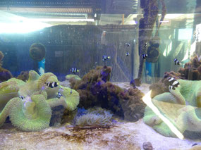 fish tank