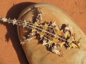 friendly thorny devil