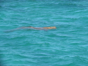 in water skipjack point