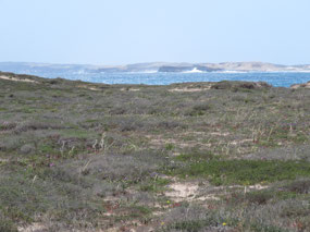 looking to Diet Hartog island