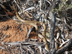 Mulga or King Brown snake