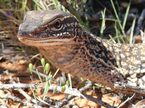 mum or dad sand monitor