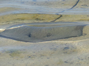 ray