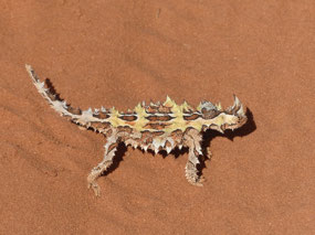 Thorny devil