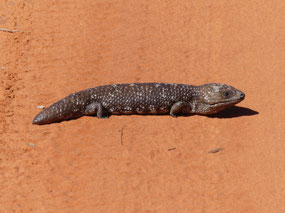 western blue tongue lizard