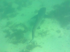 reef shark