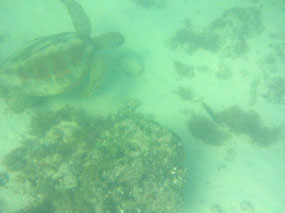 turtle