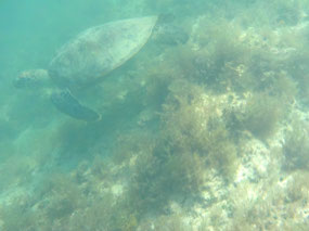 turtle