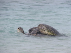 Mating - lady under male