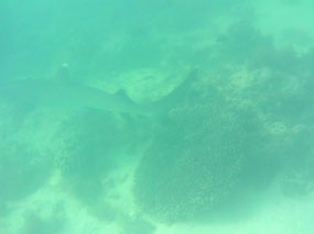 reef shark