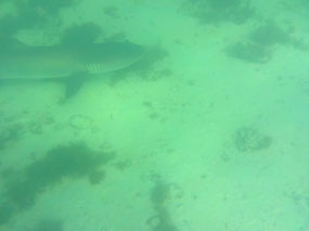 reef shark