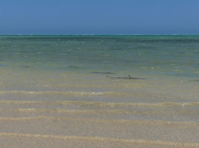 Reef sharks