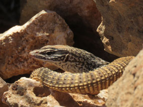 spiny tailed monitor