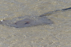 Sting ray